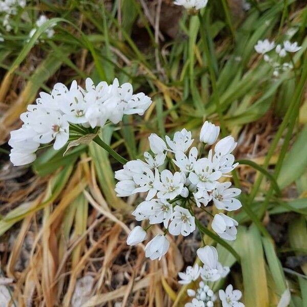 Allium polyanthum Flor