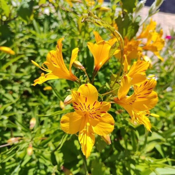 Alstroemeria ligtu Fiore