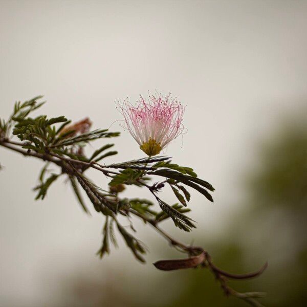 Calliandra surinamensis Цветок