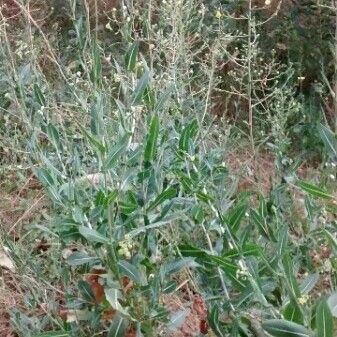 Lactuca serriola Hàbitat