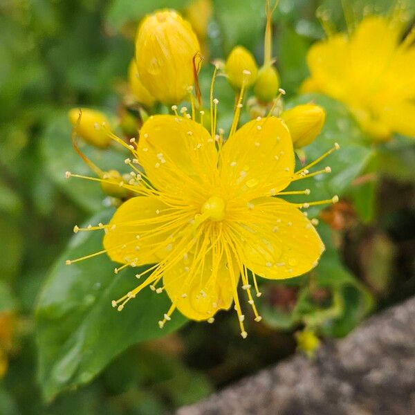 Hypericum hircinum പുഷ്പം