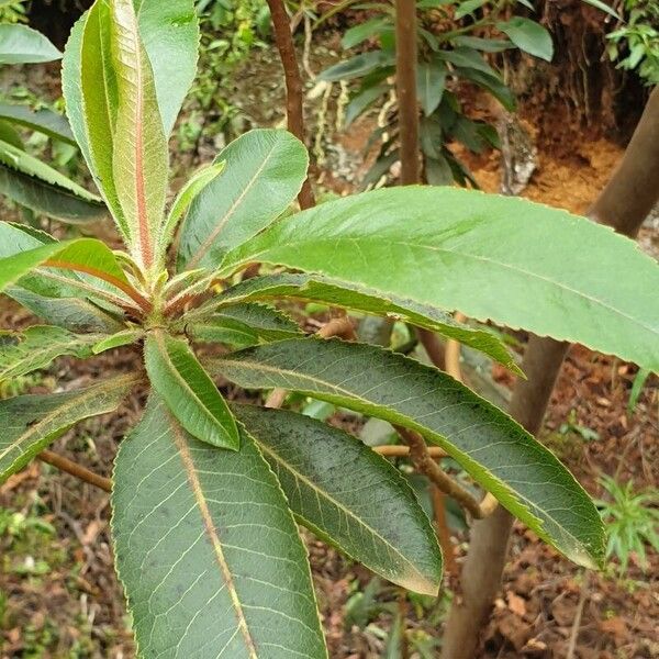 Arbutus canariensis Yaprak