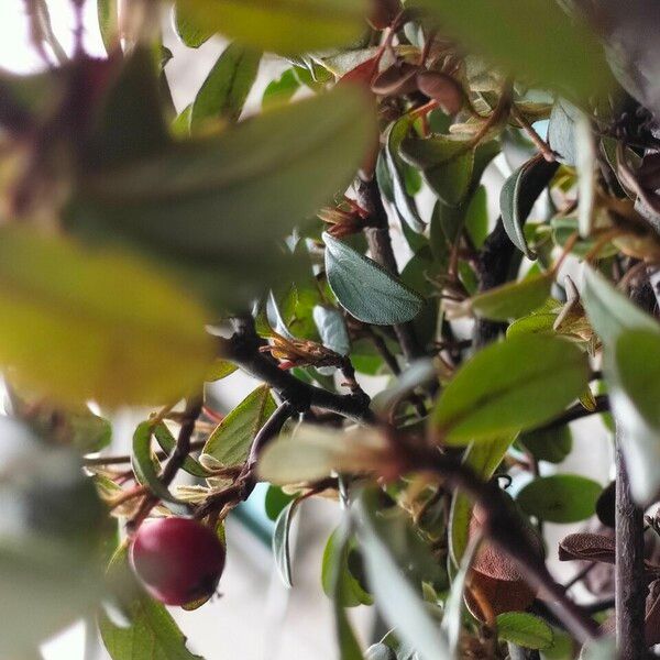 Cotoneaster simonsii Leaf