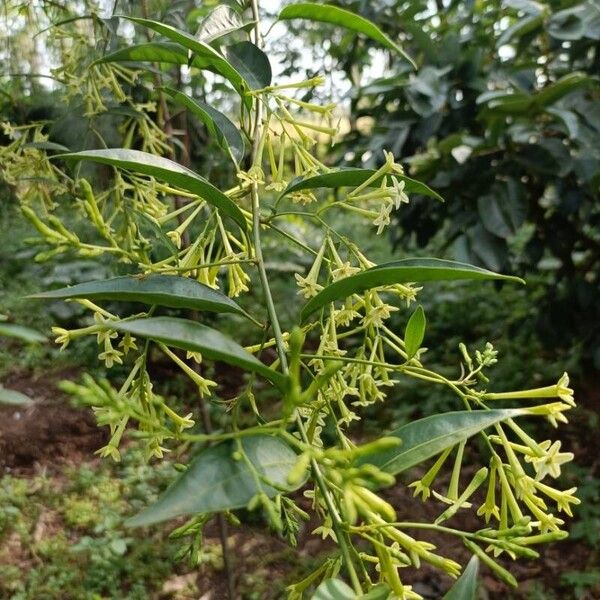 Cestrum nocturnum Квітка