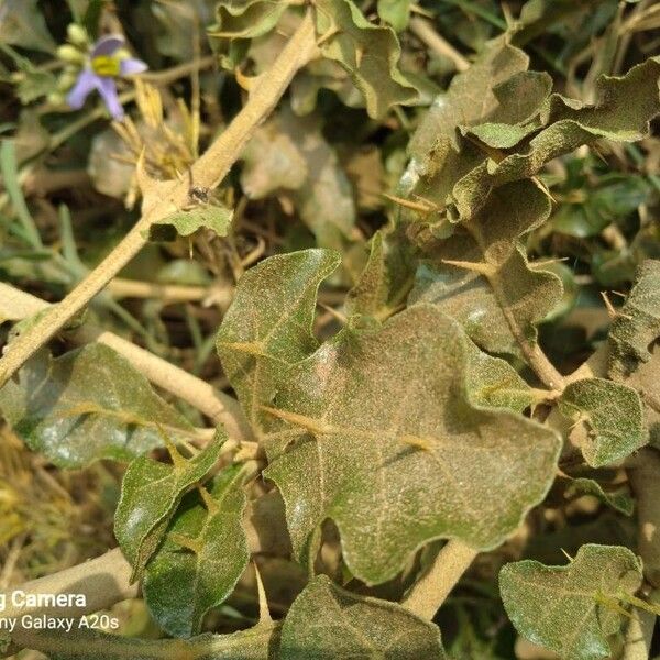 Solanum arundo Blad