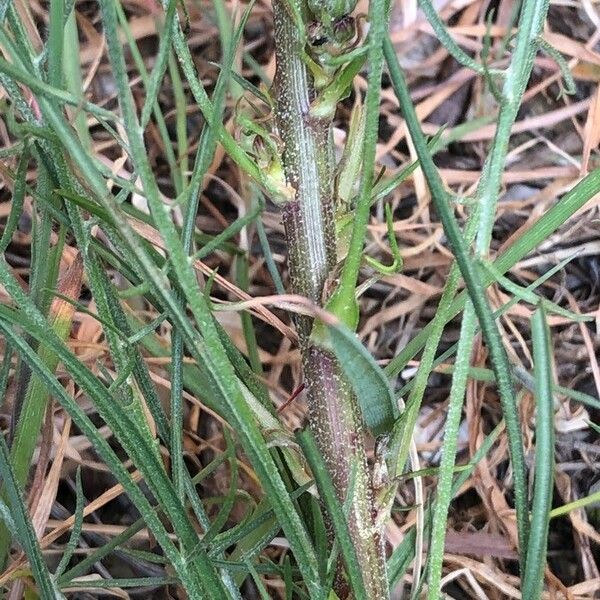 Pseudopodospermum brevicaule Casca