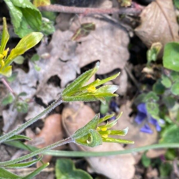 Gagea villosa Flower