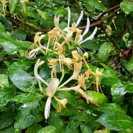 Lonicera japonica 花