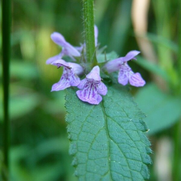 Stachys palustris Lorea