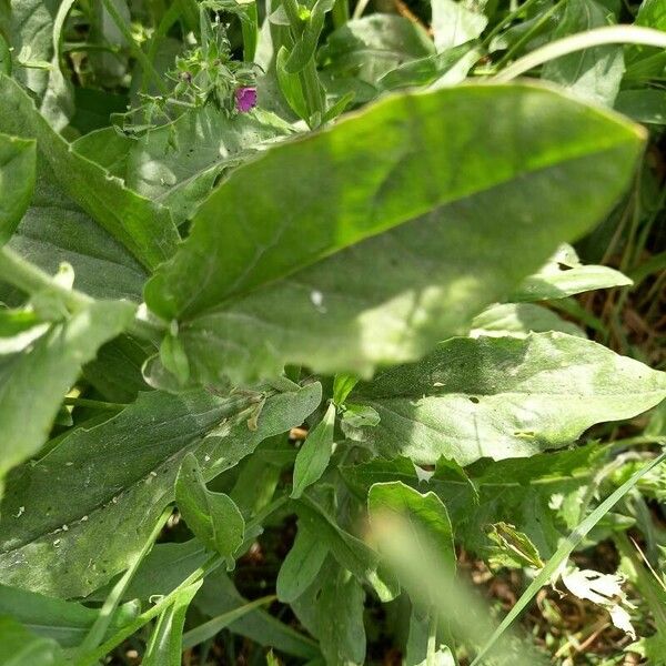 Lepidium draba Foglia