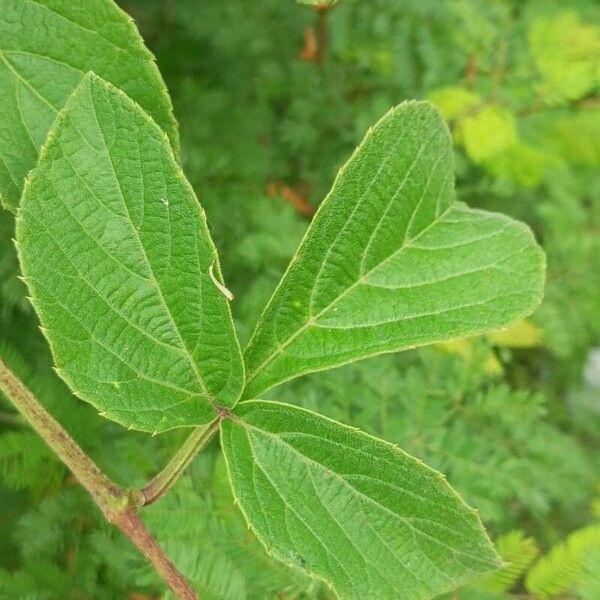 Cissus erosa Lapas