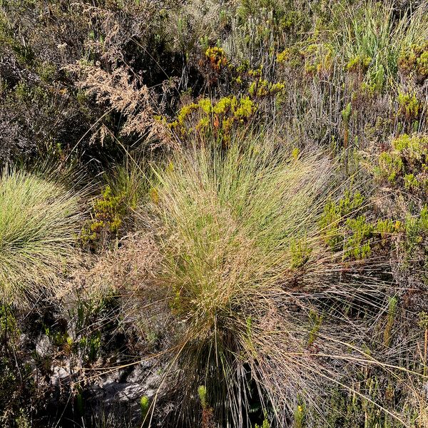 Paramochloa effusa Tervik taim