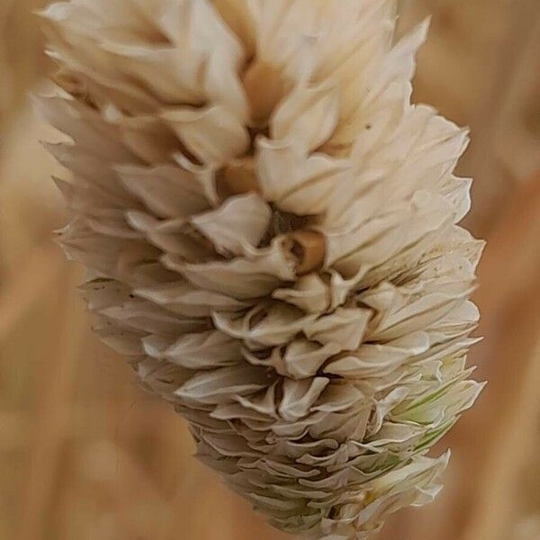 Phalaris canariensis Blüte