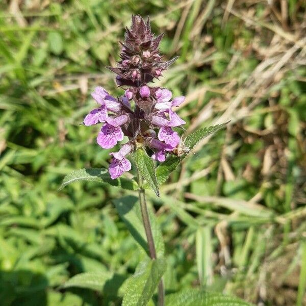 Stachys palustris ফুল