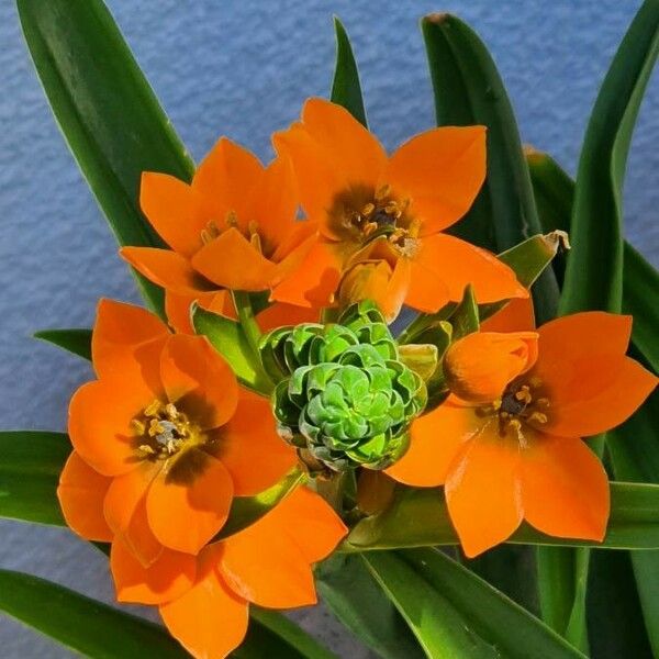 Ornithogalum dubium Квітка