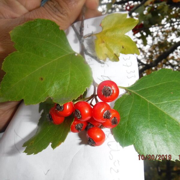 Crataegus phaenopyrum (Washington hawthorn)