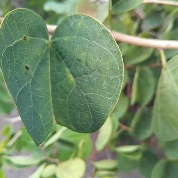 Bauhinia galpinii Leaf