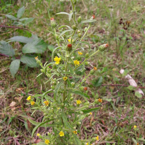 Dittrichia graveolens Hábito