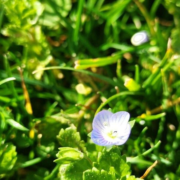 Veronica polita Floare