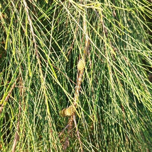 Casuarina cunninghamiana Lehti