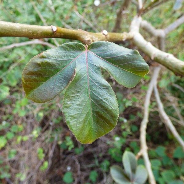 Jatropha gossypiifolia Leaf