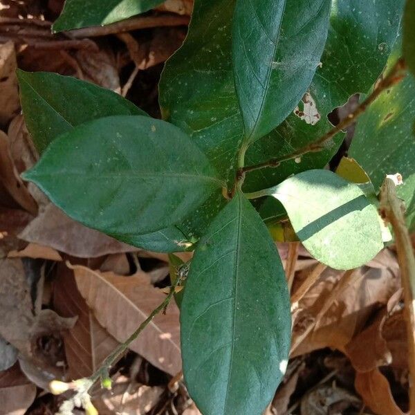 Pseuderanthemum variabile Leaf