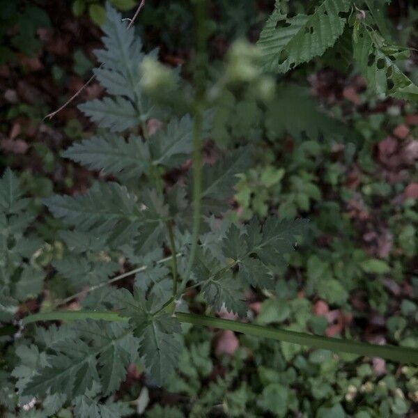 Anthriscus sylvestris Лист