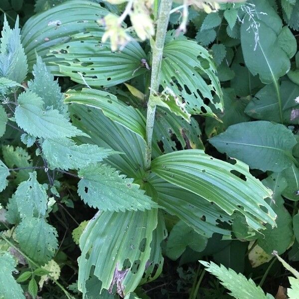 Veratrum viride Leaf