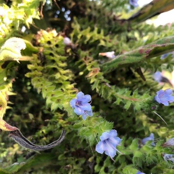 Echium wildpretii Bloem