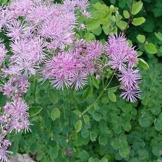 Thalictrum aquilegiifolium പുഷ്പം