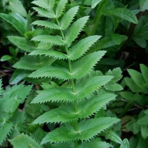 Berula erecta Folha