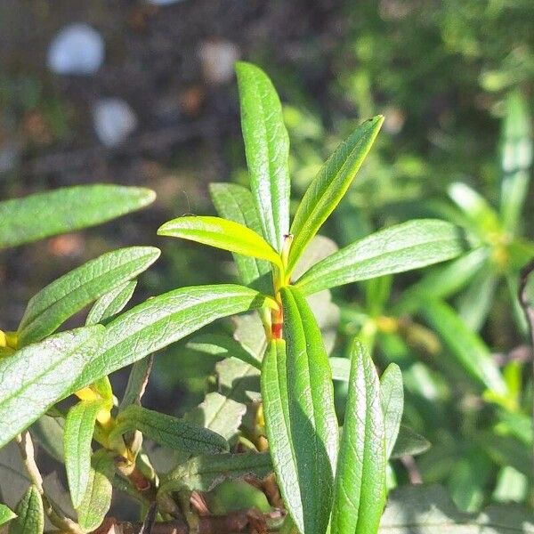 Cistus ladanifer Leaf