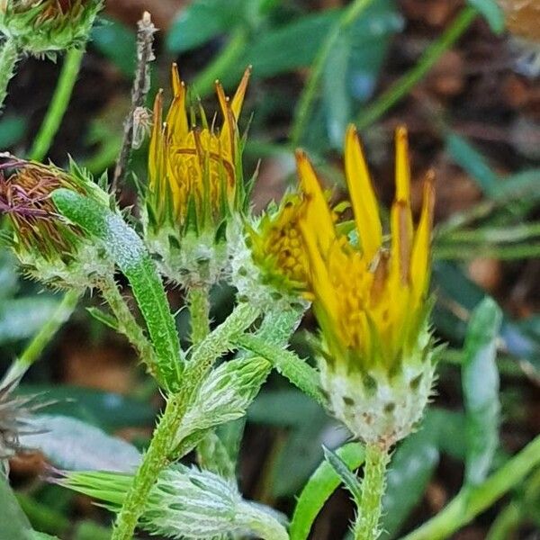 Hirpicium diffusum ফুল