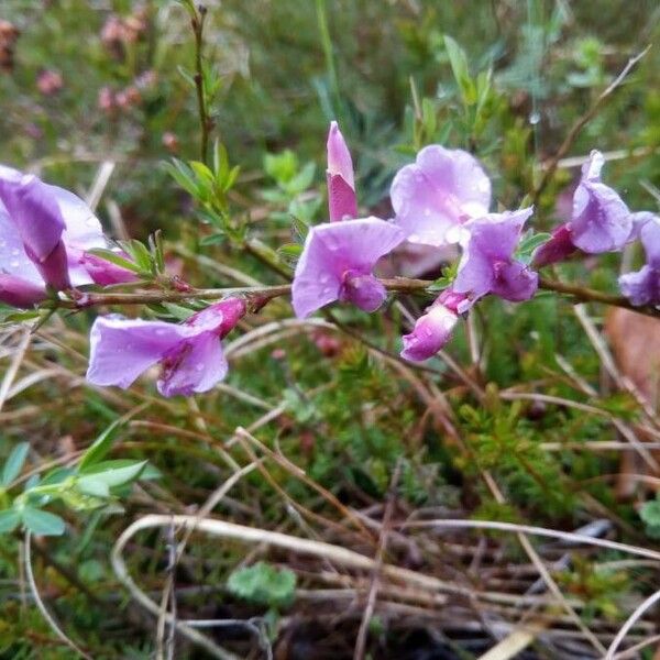 Chamaecytisus purpureus Flower