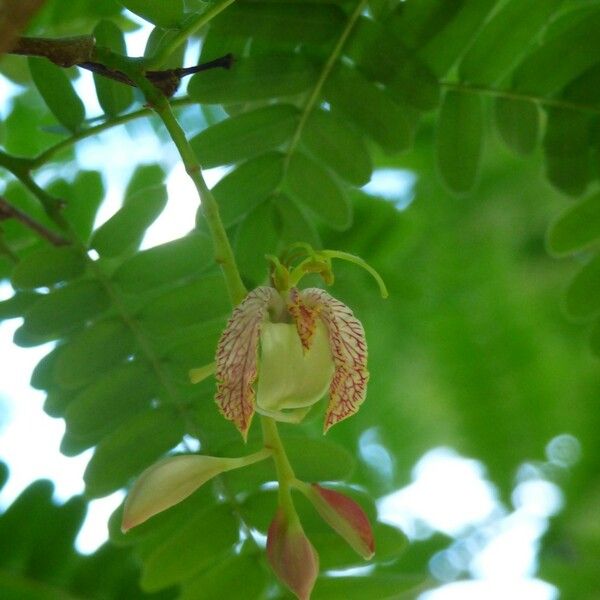 Tamarindus indica Virág