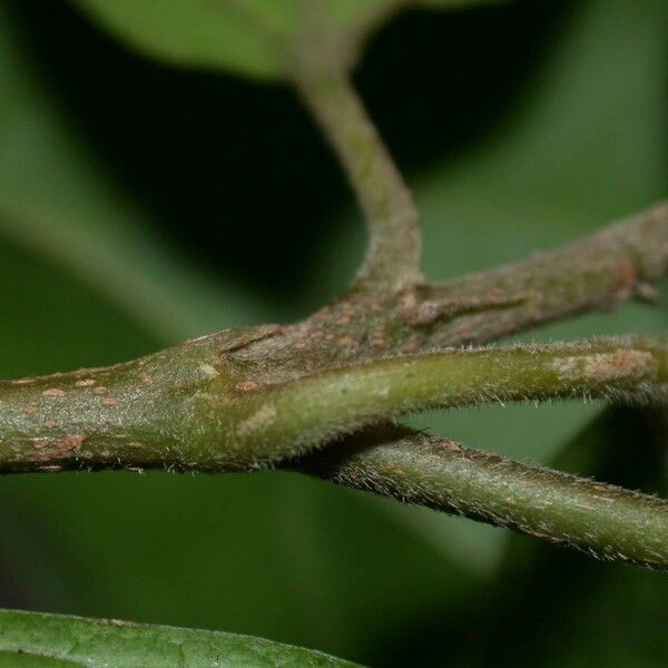 Hasseltia floribunda बार्क (छाल)