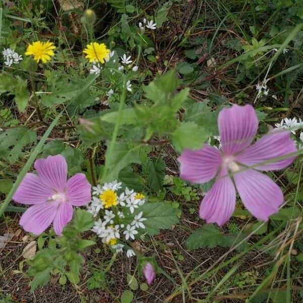 Malope malacoides Cvet