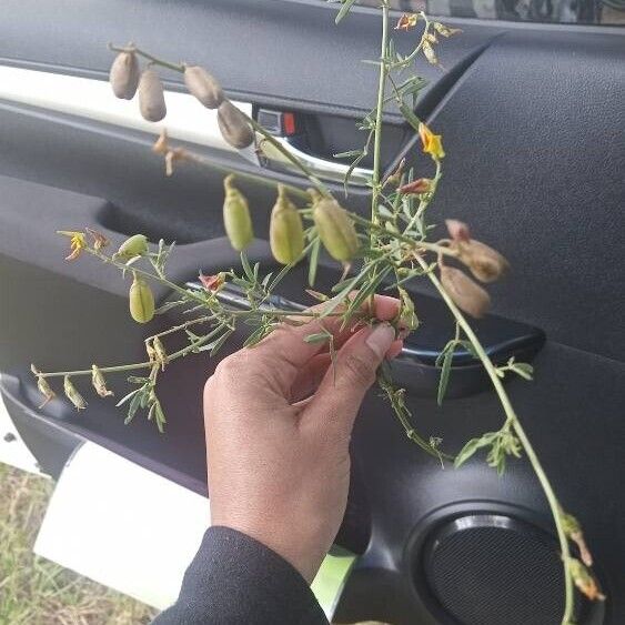 Crotalaria pumila Habit