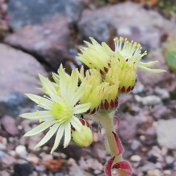 Sempervivum marmoreum Flor