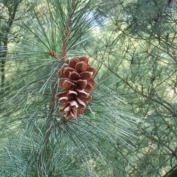 Pinus wallichiana Gyümölcs