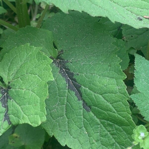 Phyteuma spicatum Leaf