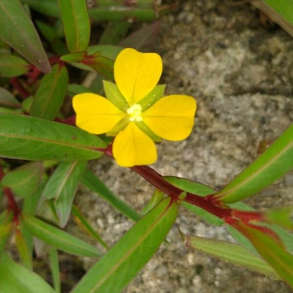 Ludwigia octovalvis Цвят