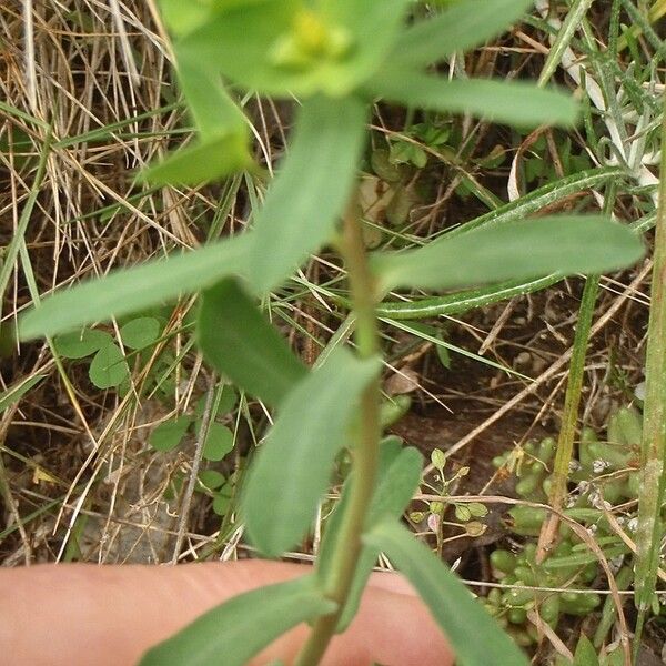 Euphorbia taurinensis Alia