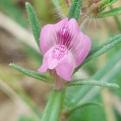 Misopates orontium Flower