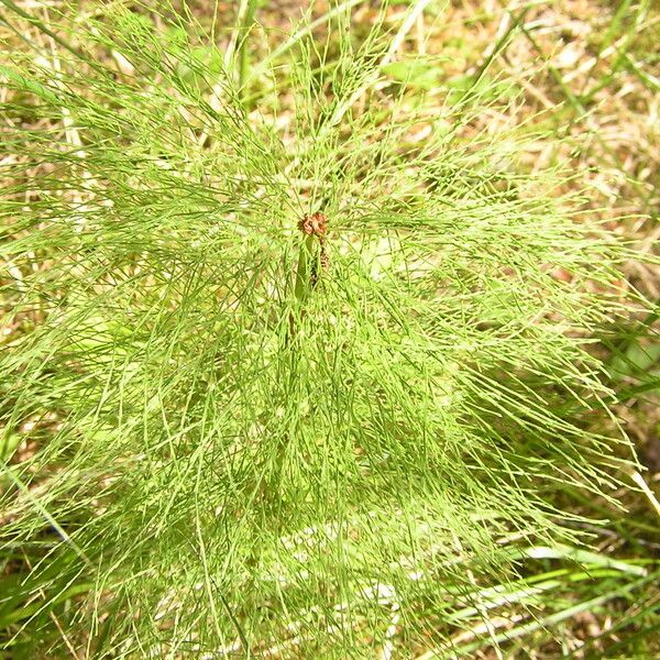 Equisetum sylvaticum Лист