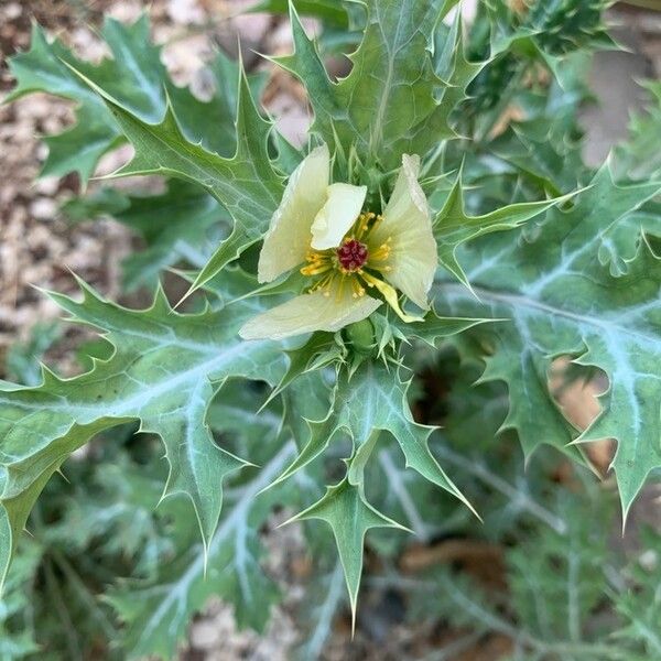 Argemone ochroleuca Flor