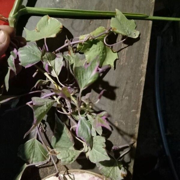 Ipomoea batatas برگ