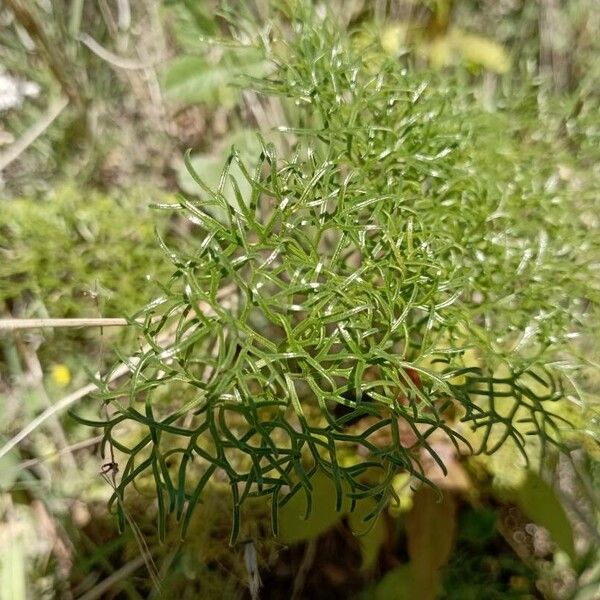 Ferula communis Лист