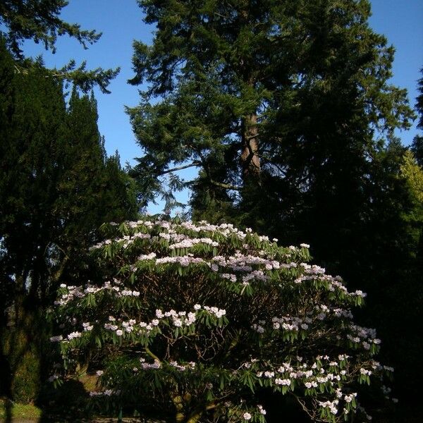 Rhododendron calophytum Natur