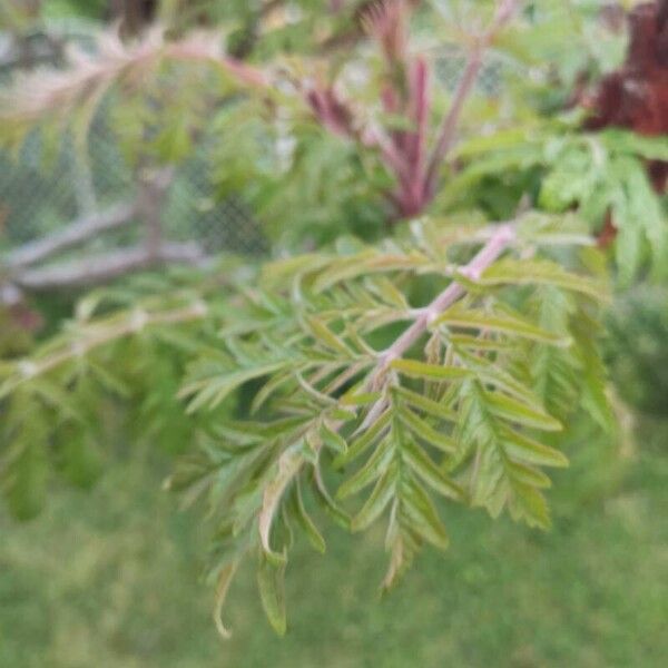 Rhus typhina Hostoa